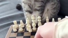 Saleemoffical presentation - cat chess master #chess