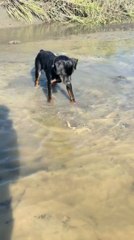Rottweiler Puppy Curiously Plays With Crab in Shallow Water
