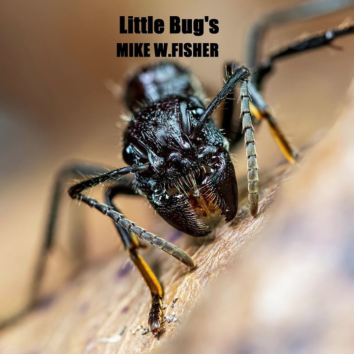 Little Bug's ( 8-16-25)