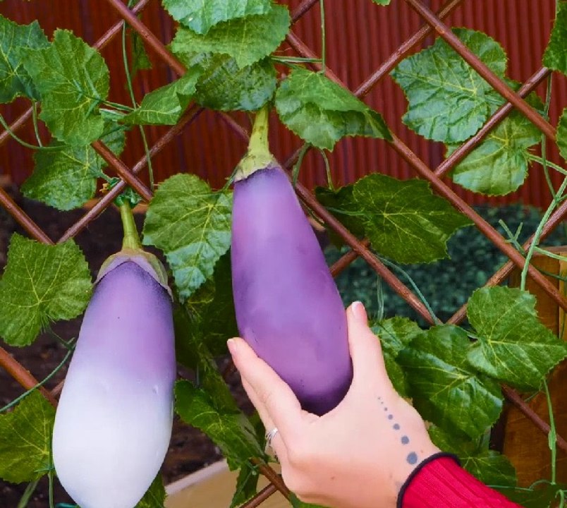 Beginner Gardening Tips That Work!