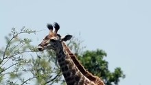Os animais mais fofos do mundo N•175