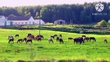 Os animais mais fofos do mundo N•177