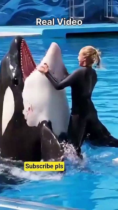 Jessica and dolphin real video #shorts #dolphin #jessica