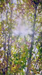 Together, Hearts in Sync