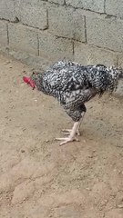 Beautiful Black and White Rooster Walking Proudly