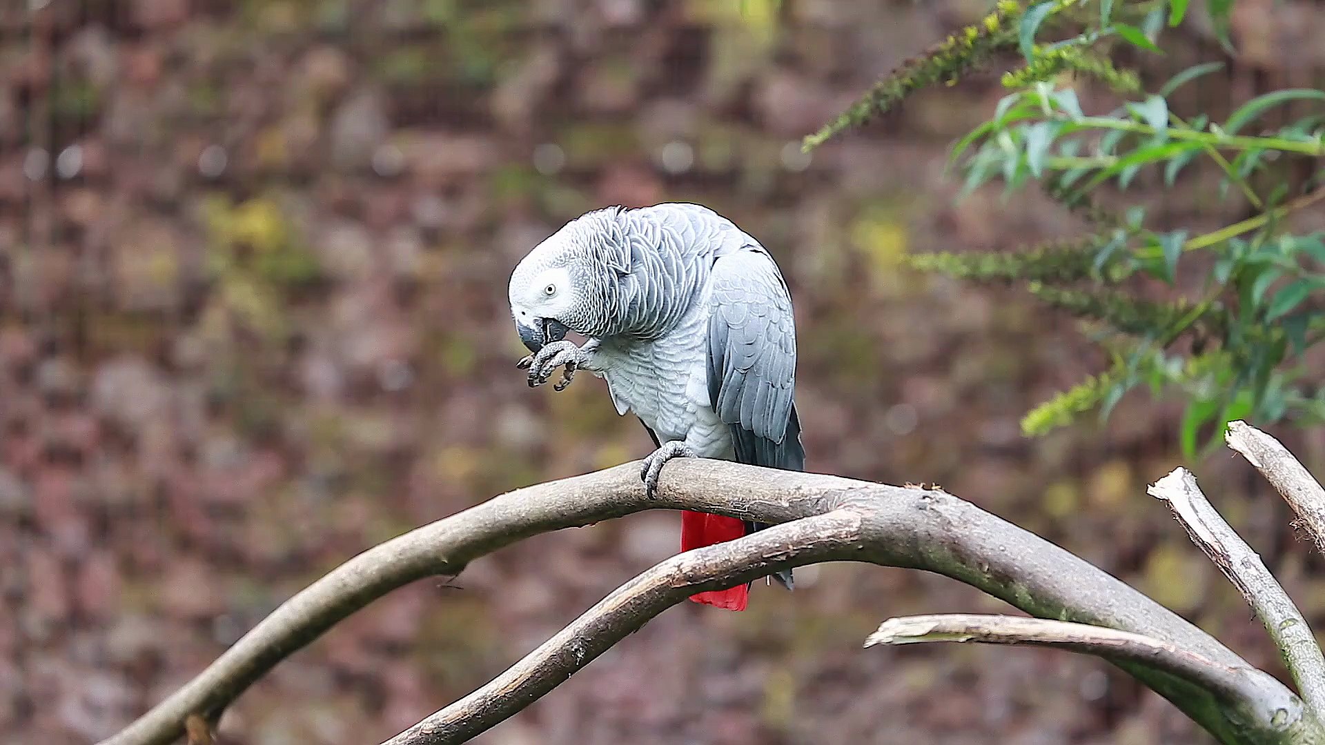 ⁣African Gray Parrots (Psittacus Erithacus)