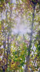 Together, Hearts in Sync