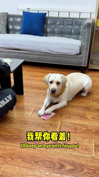 这狗子不愧是狗，居然学会两面三刀了This dog is truly a dog, actually learning to be two-faced
