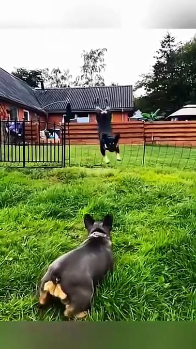 When Your Dog Is the Main Character