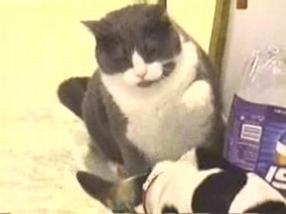 Chat et Chien