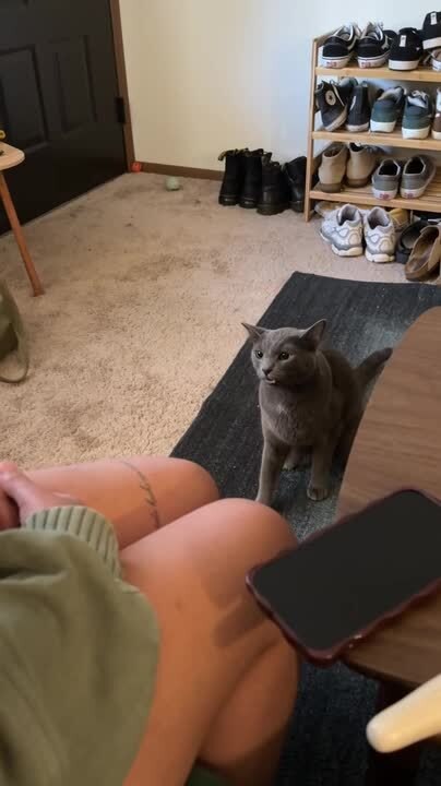 Cat Whines Dramatically as Owners Refuse to Let Him Attack Them