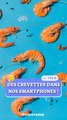 Des crevettes dans nos smartphones ?