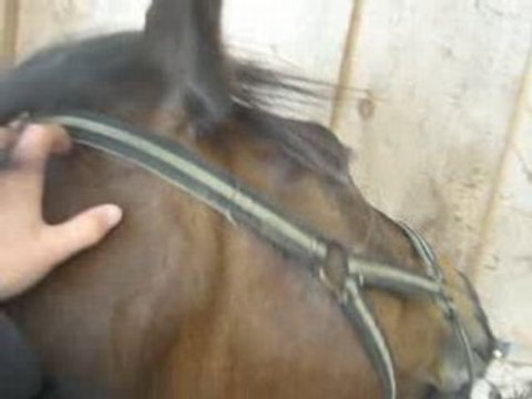 Gratouille sur la nuque.. Hum trop bon !!