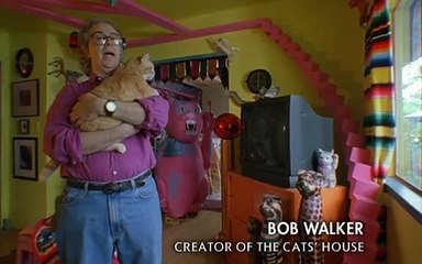 Домашние кошки (Discovery)