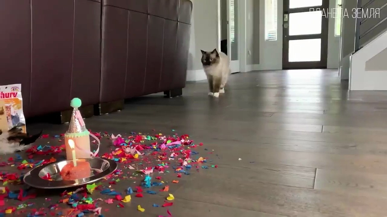 Самые красивые и любимые породы кошек. Интересные факты про кошек