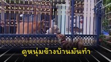 เมื่อไปหลงรักหมาหนุ่มข้างบ้าน แต่สิ่งที่ได้กลับมา...