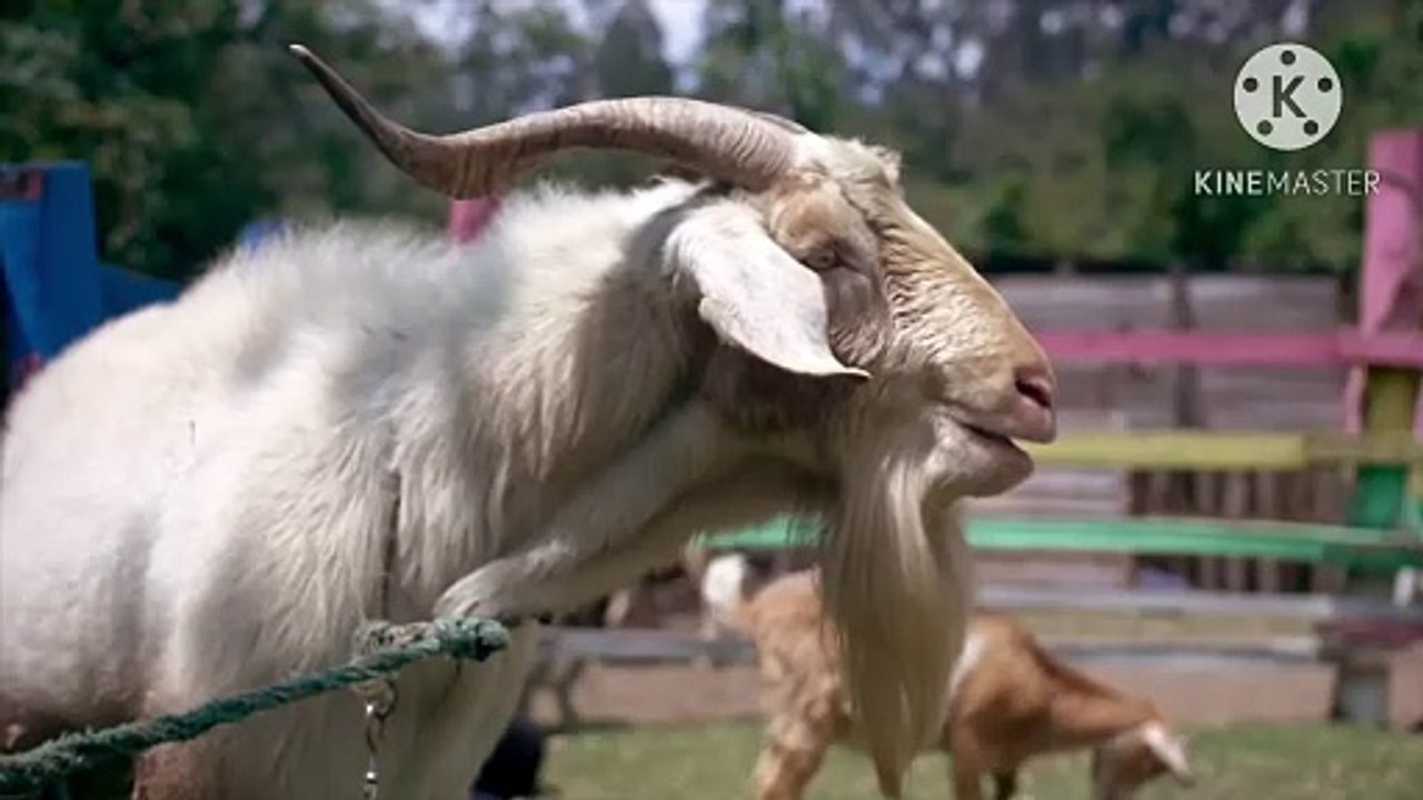 Os animais mais fofos do mundo  n•112