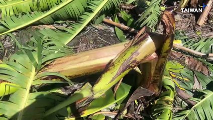 Typhoon Podul Causes US$14 Million in Agricultural Damage