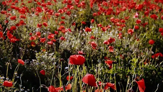 View Of A Field Of Red Poppies In The European Countryside In Spring And Early Summer