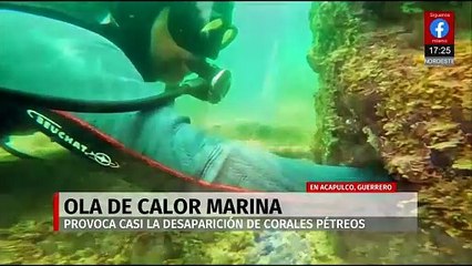 Corales de Acapulco desaparecen tras ola de calor y buscan restaurar el arrecife