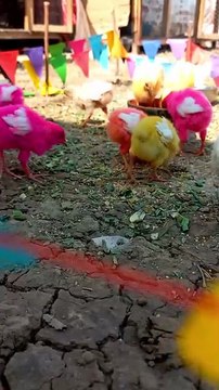 Cute Birds Video | Amazing colorful chicks | Cutie hen chicks