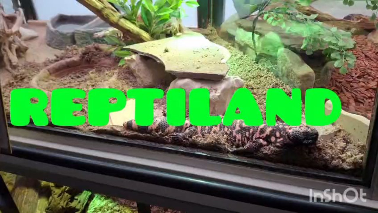 Ma visite de Reptiland ;-)
