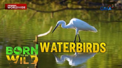 Ibon na nanghuhuli ng mga isda?! | Born to be Wild