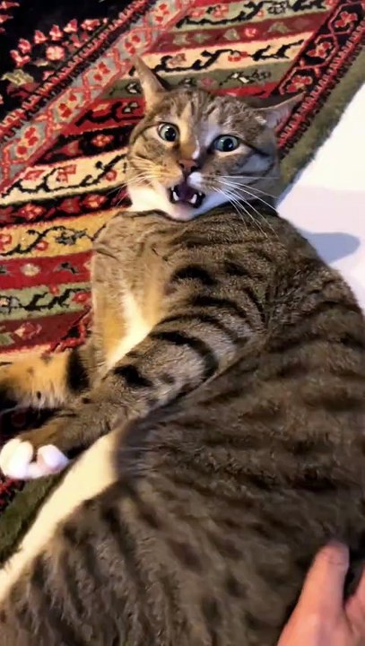 Special cats meow. #fyp #foryou #cat #cats