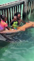 They where playing with the shark and wanted to see this face.