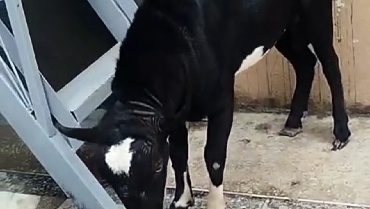 Black Tedda/Teddi Breed/Taddi Breed Goat/Healthy Goat/Young Goat/Active Goat/Pure Goat Breeds/Cute