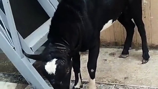 Black Tedda/Teddi Breed/Taddi Breed Goat/Healthy Goat/Young Goat/Active Goat/Pure Goat Breeds/Cute