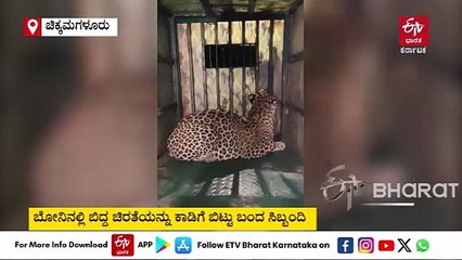 ಚಿಕ್ಕಮಗಳೂರು: ಬೋನಿಗೆ ಬಿದ್ದ ಚಿರತೆ; ಜನರ ನಿಟ್ಟುಸಿರು