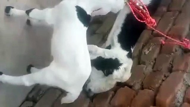 Cross Breed Goat/Rajanpuri Goat/Rajanpuri Ablak Goat/Ablak Goat/Healthy Goat/Active Goat/Cute Goat