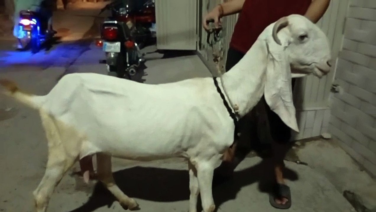 Pure Breed Rajanpuri Goat/White Goat/Milk Color Goat/Healthy Goat/Cute Goat/Milk White Goat/Active