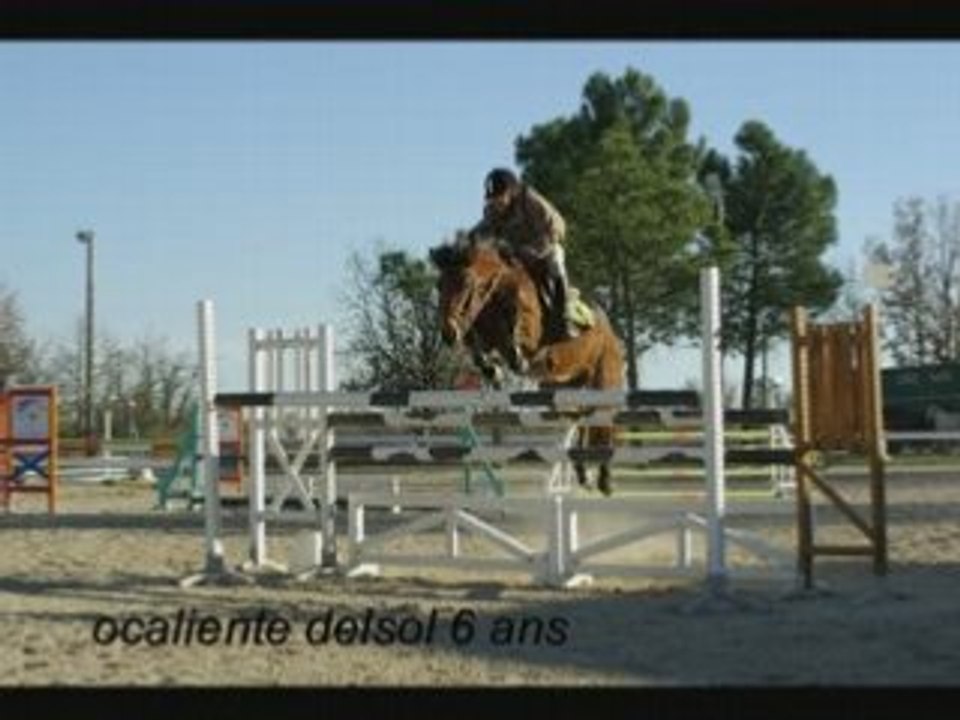 Elevage Delsol - Poneys 2008