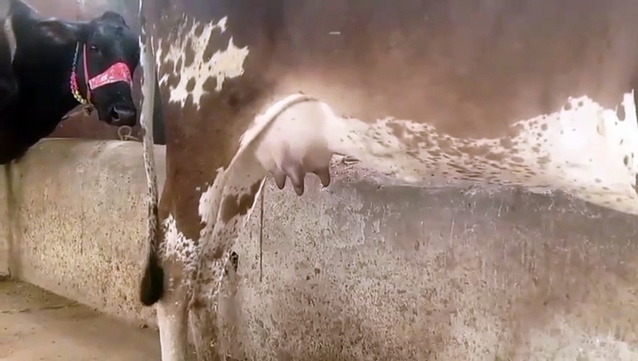 Cholistani Cow in Pakistan/Cholistani Bacchi/Cholistani Cow/Healthy Cow/Cattle Farm in Pakistan/Cute