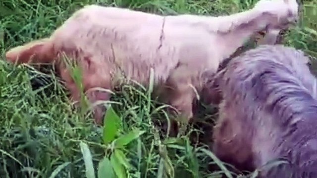 Young Goats/Male Goats/Qurbani Goats/Sadqa Goats/Active Goats/Mountain Goats/Goats in Pakistan/Cute