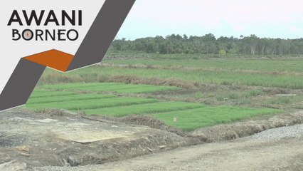 Sarawak sasar jadi pengeluar padi utama negara