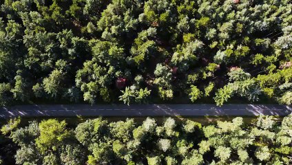 Drone Aerial View of Forest Road in Autumn