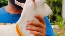 Healthy and Active Goat/Cute Goat/Milk White Goat/Healthy Goat/Active Goat/Cute Voice/Hard Voice