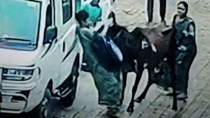 VIDEO: गाय ने महिलाओं पर किया हमला