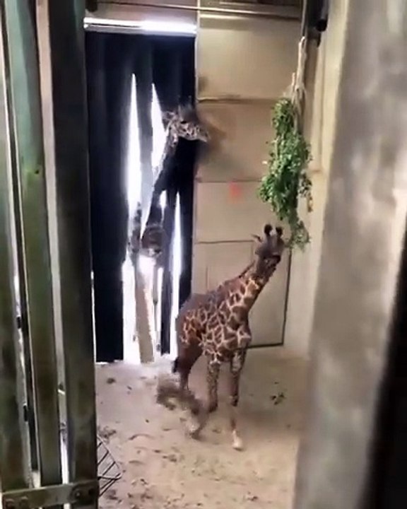 Father giraffe and sibling come to see newborn calf for the first time. #animals #newborn #giraffe #cute