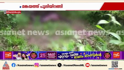 മങ്കയത്ത് വളർത്തു പോത്തിനെ പുലി പിടിച്ചു