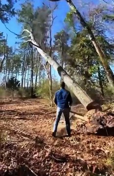 Be careful when cutting trees.