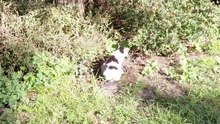 Who is in the bushes?  Morning check.  #shorts #funnycats #funniestcats #funnyanimals #cutecats #cutestcats