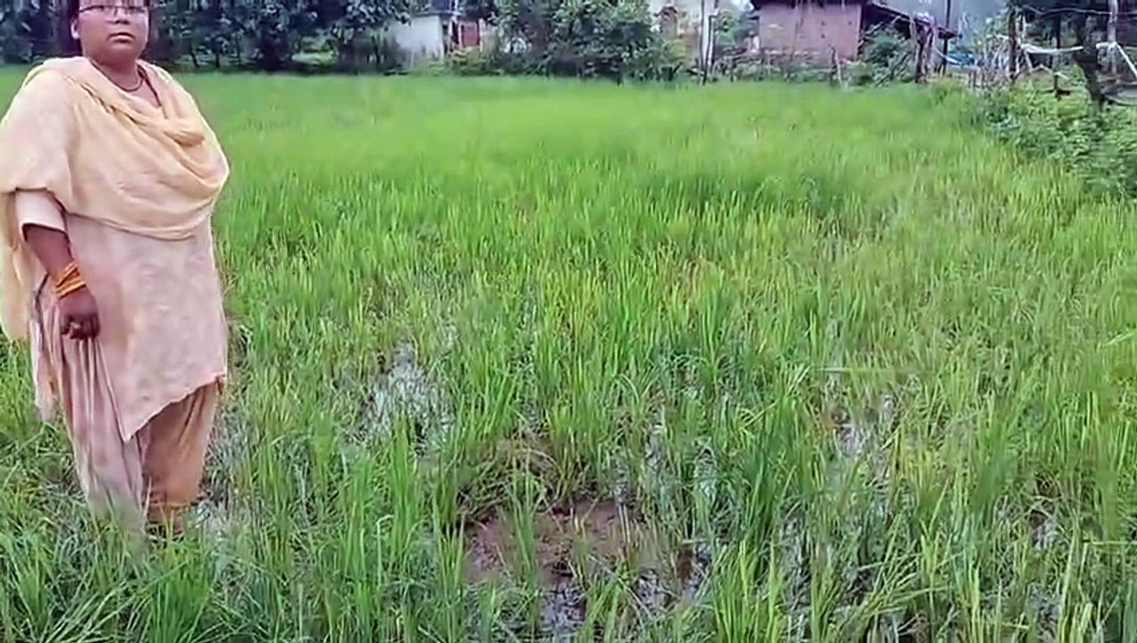 वार्ड 37 झंडीचौड़ में हाथियों ने धान की फसल क्ष...