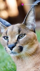 Argento_ Proprietà e Caratteristiche