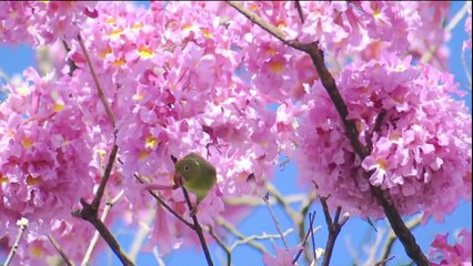 Globo Rural (17/08): saiba os destaques do programa deste domingo