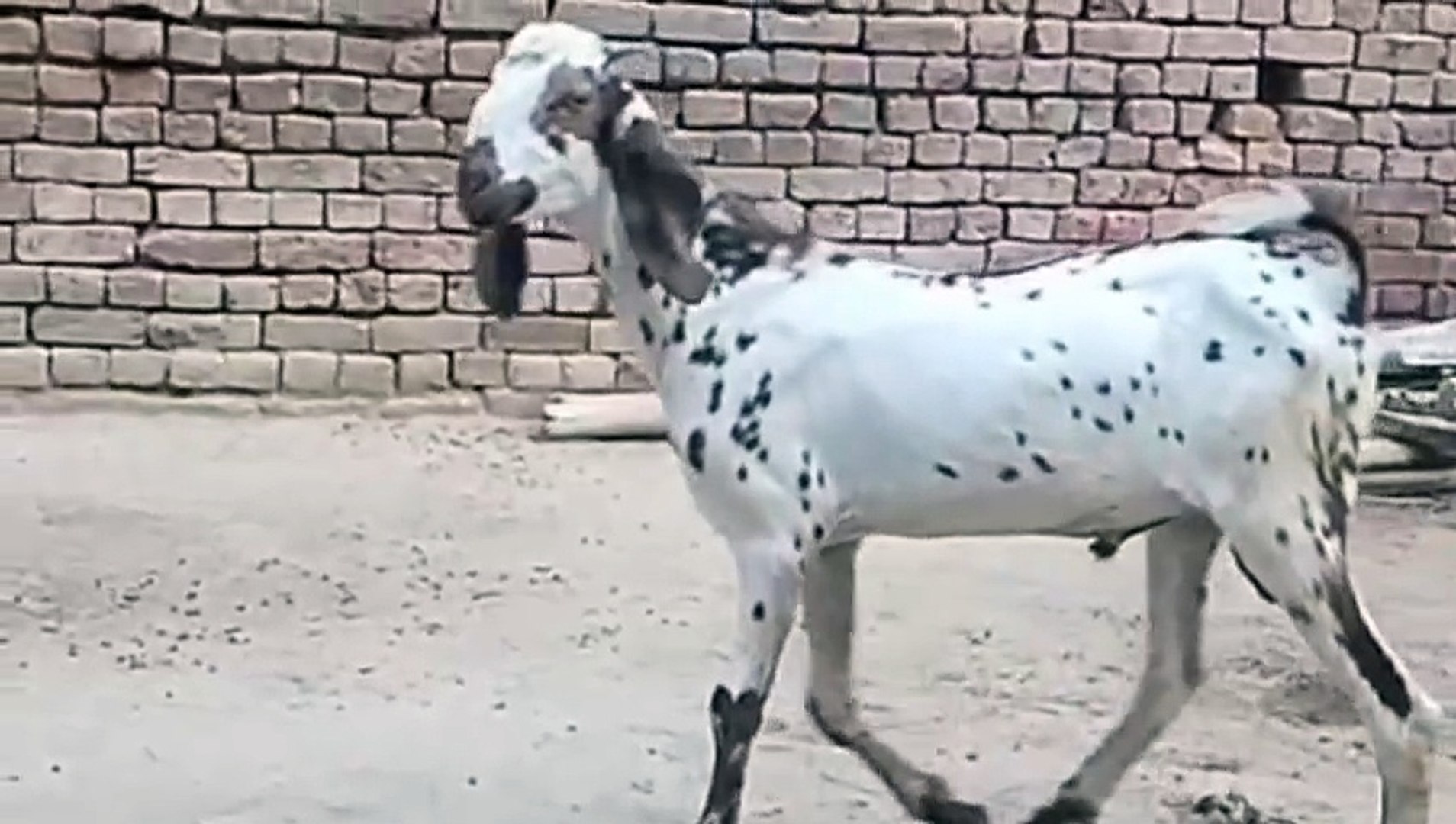 ⁣Makhicheena Bakra/Makhicheena Goat/Young Goat/Goat for Qurbani/Healthy Goat/Active/Goat in Pakistan