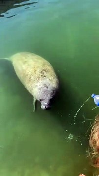 Ce lamantin avait une petite soif...